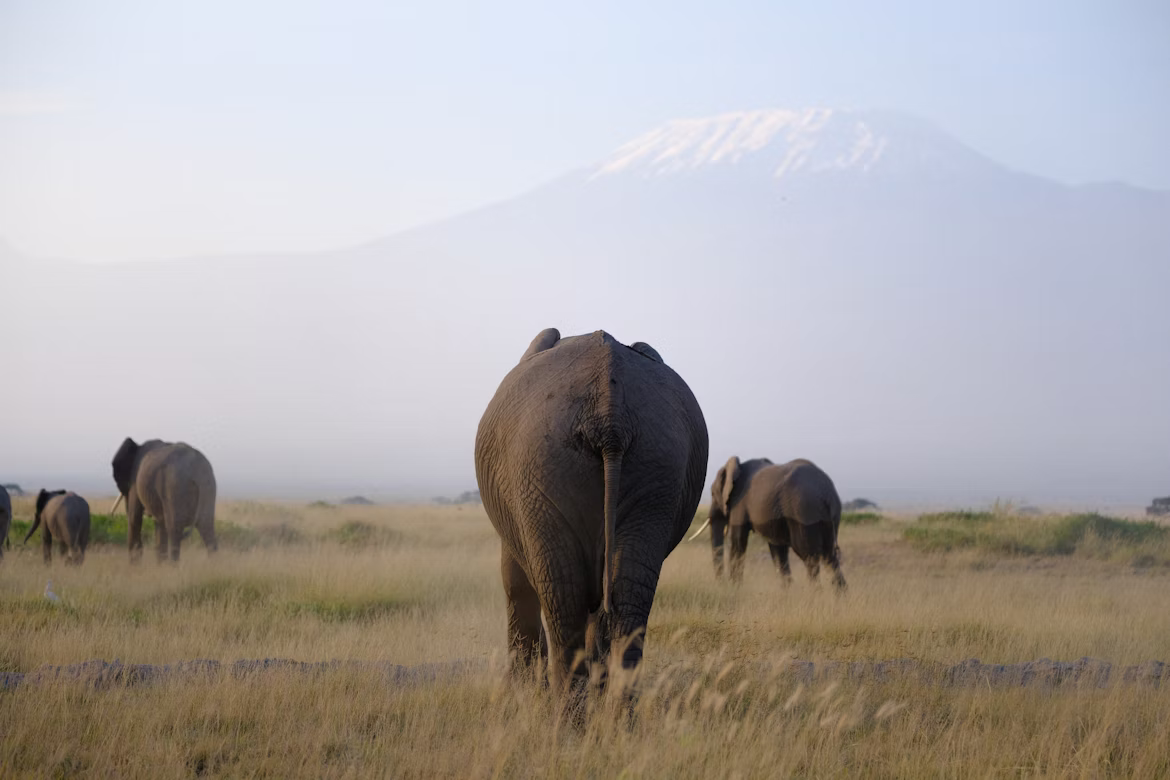 Amboseli destination image